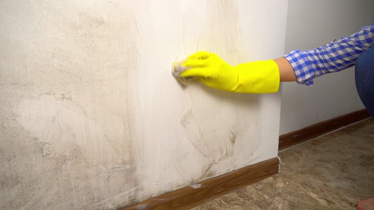Best Real Estate Mold Inspection  in Seaford, NY