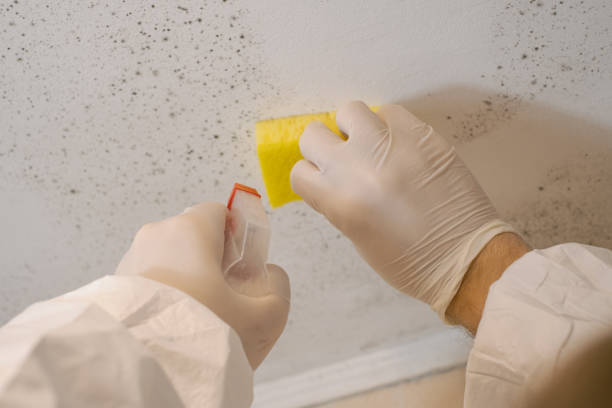 Best Comprehensive Air Testing for Mold Contaminants  in Seaford, NY