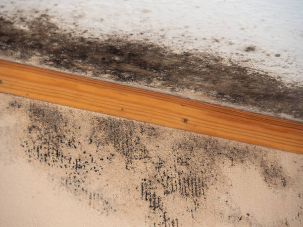 Mold Odor Removal Services in Seaford, NY